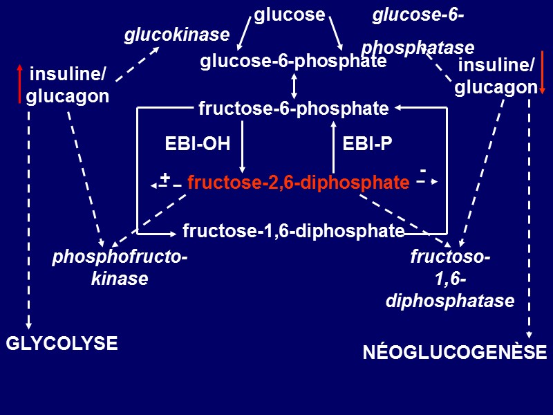 fructose-2,6-diphosphate fructose-6-phosphate glucose-6-phosphate glucose glucokinase glucose-6- phosphatase fructose-1,6-diphosphate EBI-ОН EBI-Р + - phosphofructo- kinase